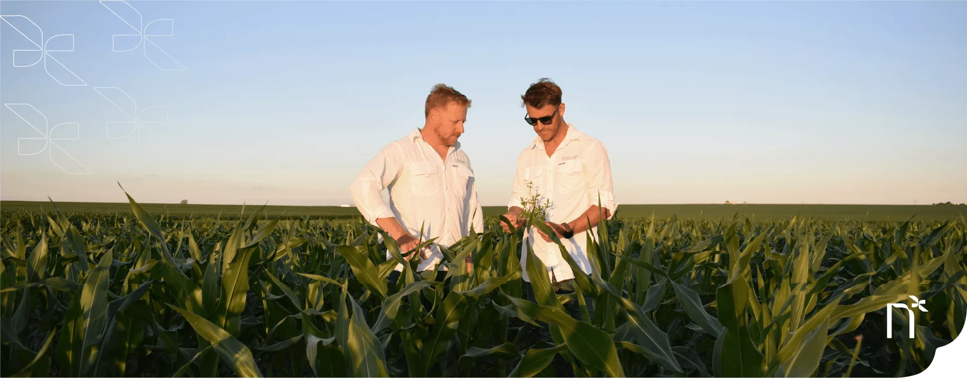 Servicios Nisus - Asesoramiento agronómico
